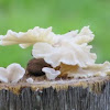 Mushroom/fungus