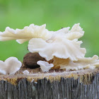 Mushroom/fungus