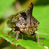 Locust Treehopper