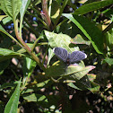 White-tipped Black or Snowbush Spanworm