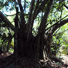 Trees with strangling fig vine
