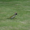 European Green woodpecker