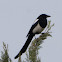 Magpie; Urraca