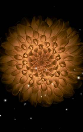 Galaxy Flowers Live Wallpaper 1.4 Apk, Free Personalization Application – APK4Now