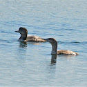 Common Loon