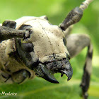 Longhorn beetle