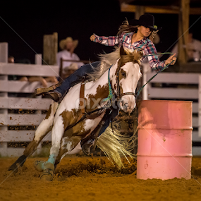 Paint Barrel Racer by Lynn Wiezycki - Sports & Fitness Rodeo/Bull Riding