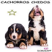 PUPPIES CHIDOS  Icon