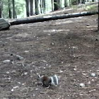 Abert's Squirrel