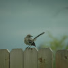 Mocking Bird