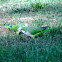 Monk Parakeet