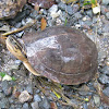 Southeast Asian Box Turtle