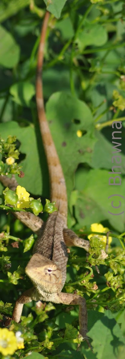 Oriental garden lizard