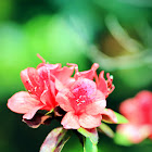 Red Azalea (紅杜鵑)