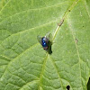 Varejeira azul (Blue bottle fly)