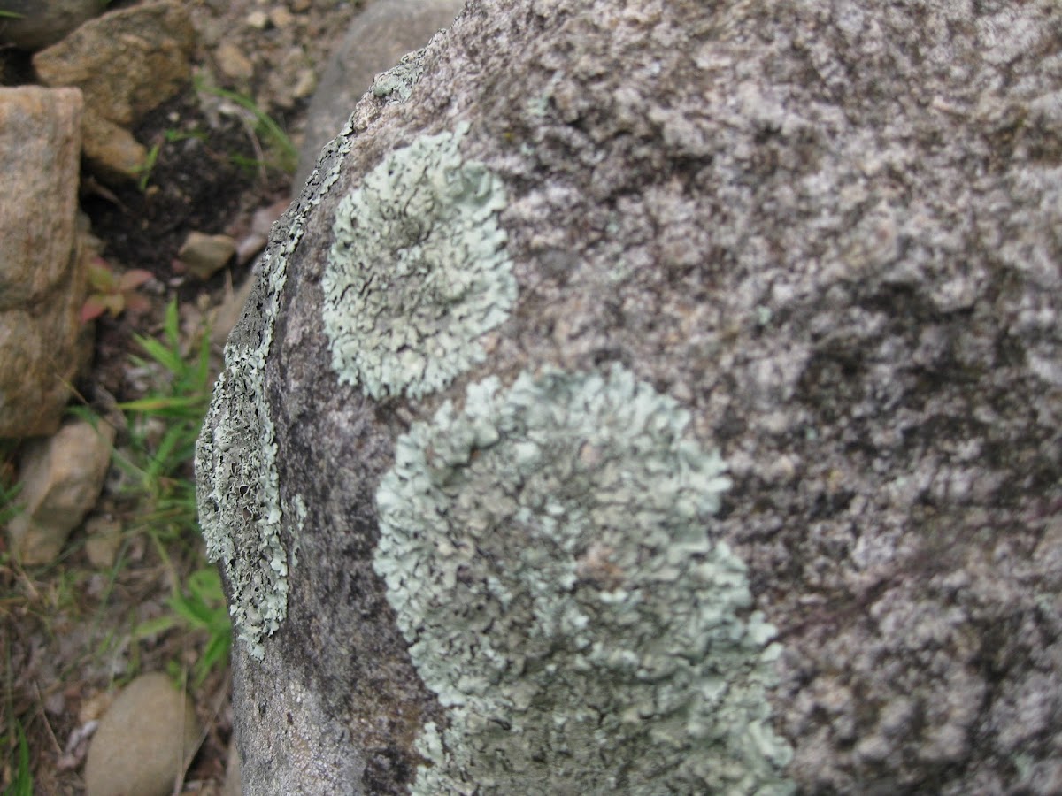 Waxpaper lichen