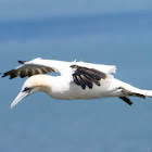 Northern Gannet