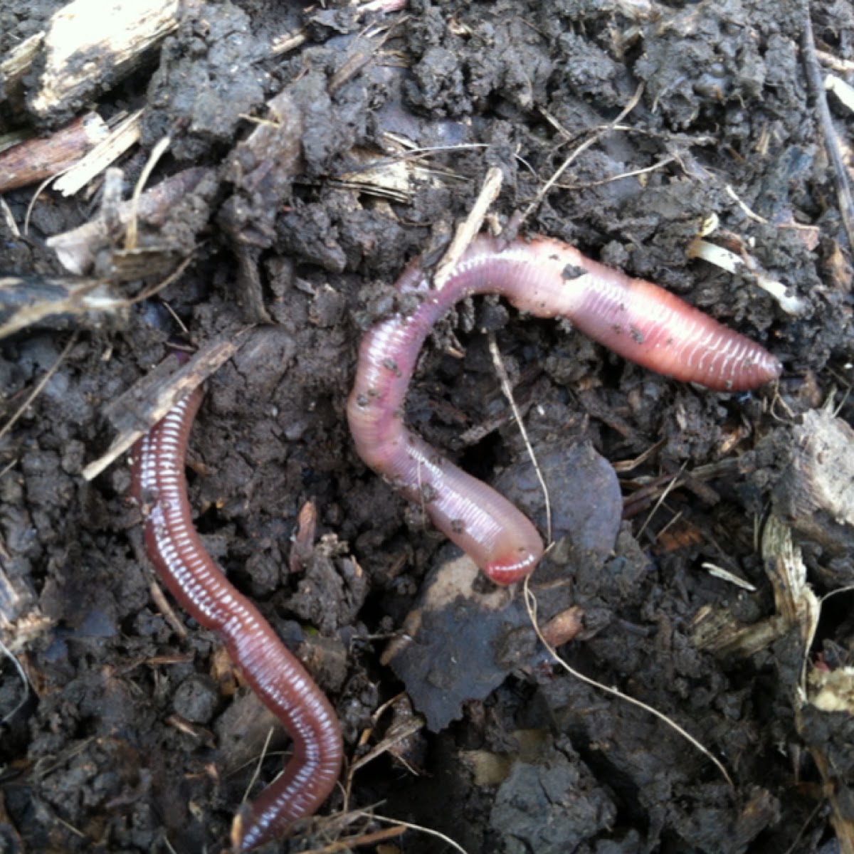 Earth worm