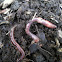 Earth worm
