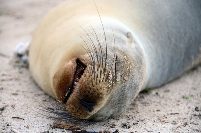 Snoring sea lion