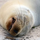 Snoring sea lion