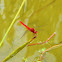 Scarlet Skimmer Dragonfly
