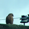 Red shouldered hawk