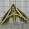 Vine sphinx moth