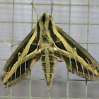 Vine sphinx moth