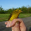 Wilson's Warbler