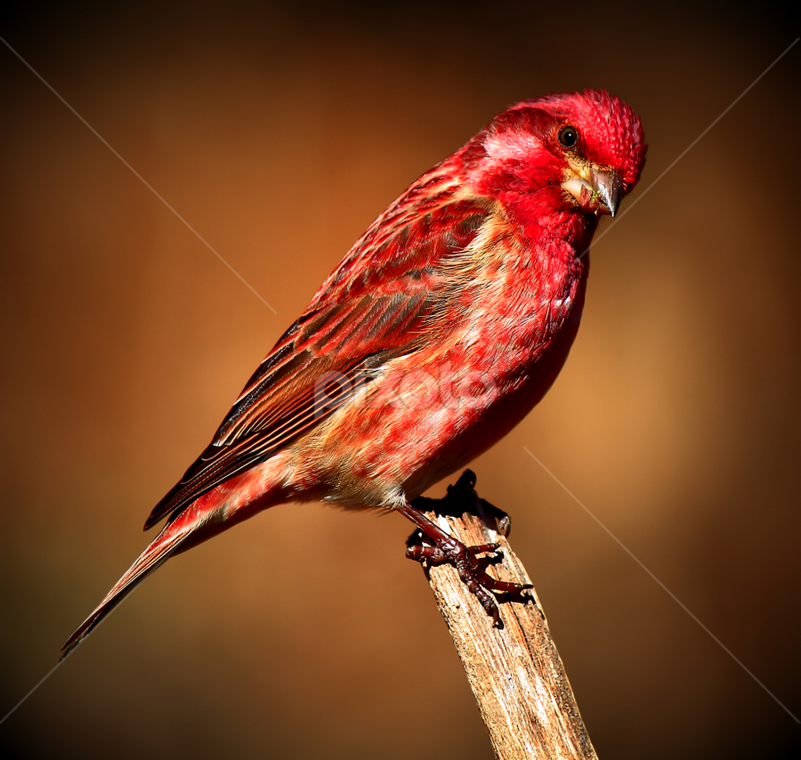 Male Purple Finch by Paul Mays - Animals Birds