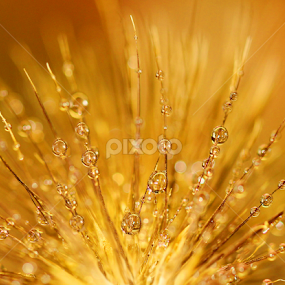 Water Drops by Janet Herman - Nature Up Close Natural Waterdrops