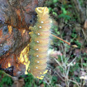 Imperial Moth Caterpillar