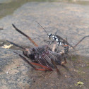 wasp hunting spider