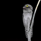 Common potoo