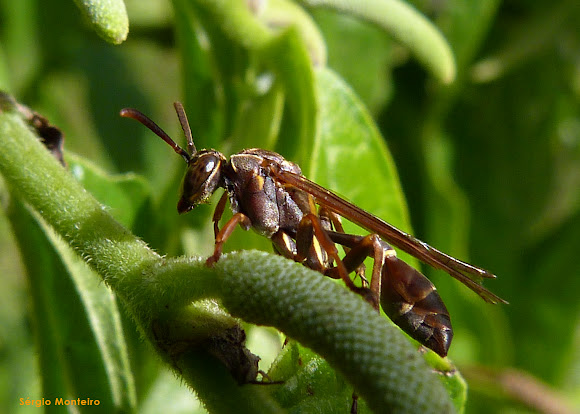 Marimbondo (Wasp) | Project Noah
