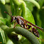 Marimbondo (Wasp)