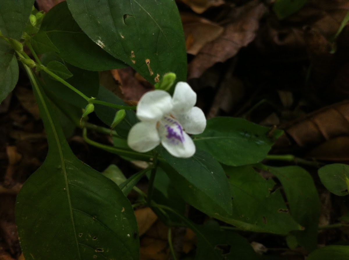 Chinese Violet