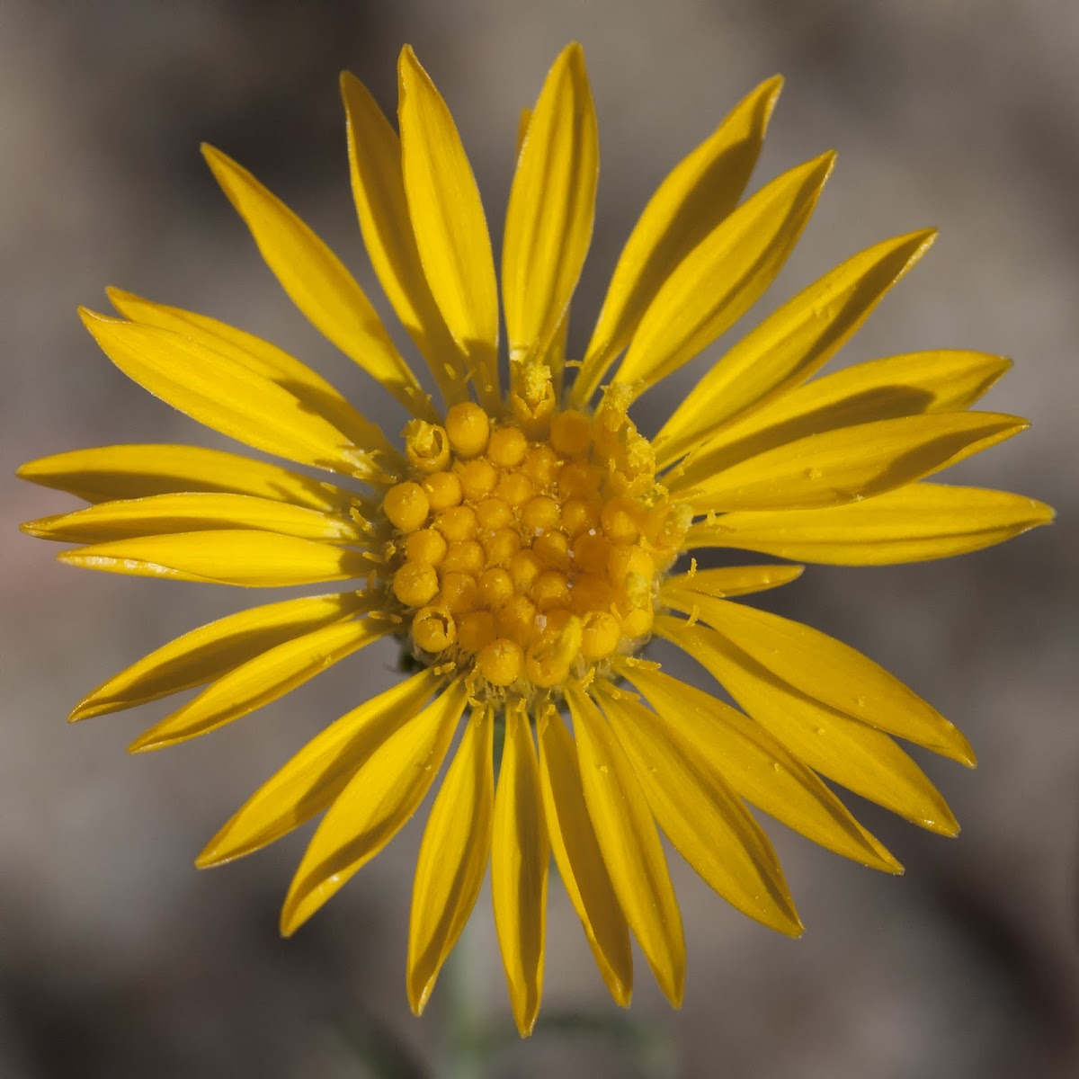 unknown yellow flower