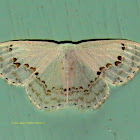 Drepanid Moth