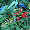 Crocosmia