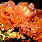 Jelly Leaf/Leafy Brain