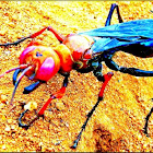 Tarantula Hawk