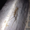 House Centipedes