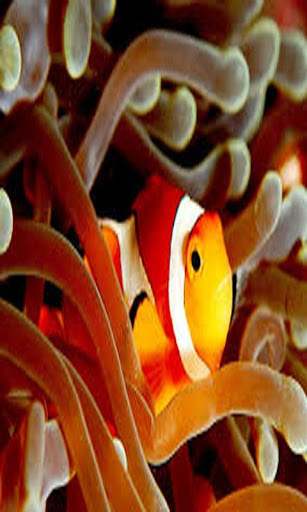 Nemo Puzzle