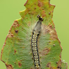Gum Leaf Skeletonizer Moth (larva)