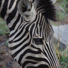 Plains or Burchell's Zebra