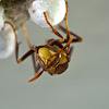 Paper Wasp