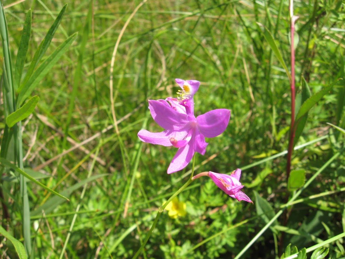 Tuberous Grasspink Orchid