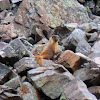 Marmot